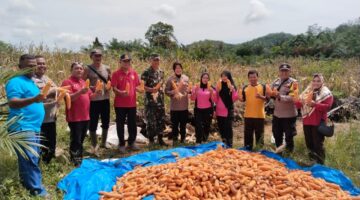 *Babinsa Koramil 11/KP Hadiri Kegiatan Panen Jagung 1 Juta Hektar*