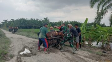 *Babinsa Koramil 03/SB Bantu Petani Sawit Terpuruk Melangsir TBS di Dusun V Desa Sei Baru,*