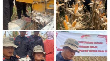 Panen jagung di langkat, Satuan Brimob Polda Sumut tunjukkan komitmen kuat dukung ketahanan pangan nasional